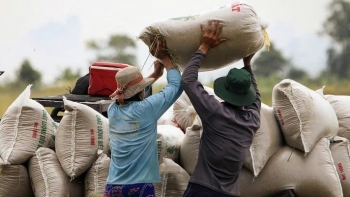 Liên kết doanh nghiệp – hợp tác xã: Bước đi chiến lược cho ngành lúa gạo