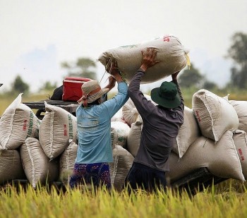Liên kết doanh nghiệp – hợp tác xã: Bước đi chiến lược cho ngành lúa gạo
