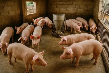 Giá heo hơi bất ngờ tăng nhẹ tại miền Nam