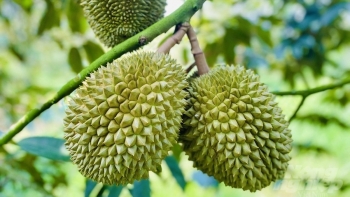 Sức mạnh cộng hưởng đưa ngành rau quả Việt Nam vươn ra biển lớn