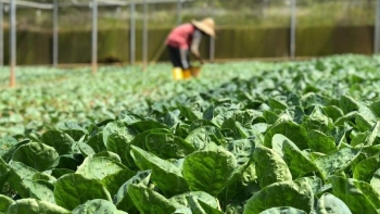 Nghịch lý nông sản Việt: Chinh phục thế giới, bỏ ngỏ "sân nhà"