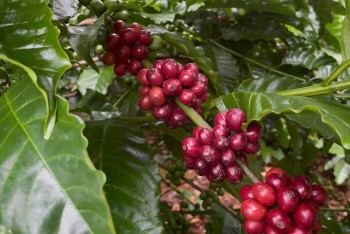 Hạt cà phê Gia Lai đổi đời nhờ phân hữu cơ: Giá tăng, đất khỏe, khách mê