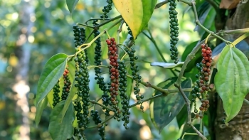 Giá tiêu hôm nay 25/9/2025: Tăng nhẹ trong nước, thế giới biến động trái chiều