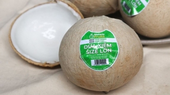 Giải mã "cơn sốt" dừa Việt tại Mỹ: Điều gì đang xảy ra?