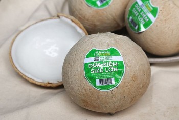 Giải mã "cơn sốt" dừa Việt tại Mỹ: Điều gì đang xảy ra?