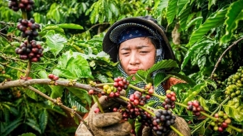 Giá cà phê hôm nay 26/9: Thị trường thế giới trái chiều, trong nước đồng loạt giảm nhẹ