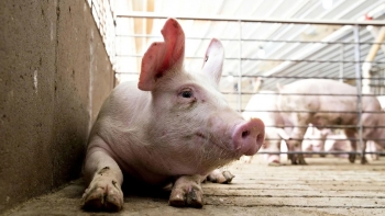 Giá heo hơi tiếp tục giảm tại miền Trung và miền Nam