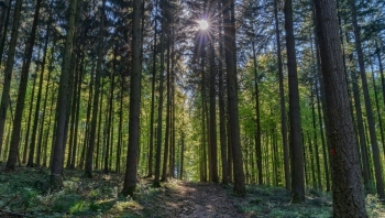 EU lần thứ hai đề xuất hoãn Quy định chống phá rừng: Doanh nghiệp có thêm thời gian chuẩn bị