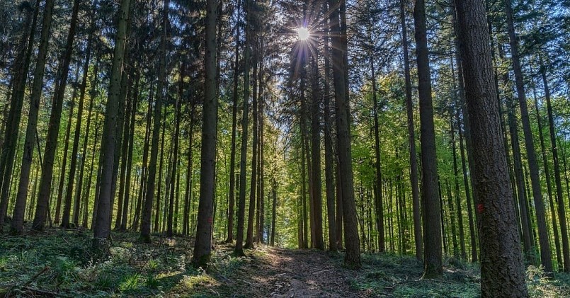 Đằng sau đề xuất trì hoãn Quy định chống phá rừng (EUDR) là những thách thức lớn cả về kỹ thuật và chính trị. 