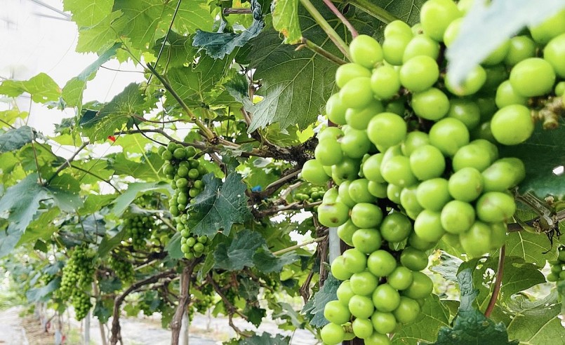 Bắc Ninh xây dựng nông nghiệp hiện đại thân thiện với môi trường