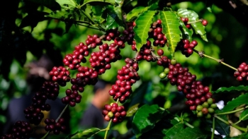 Căng thẳng Mỹ-Brazil đẩy giá cà phê Robusta lên đỉnh mới