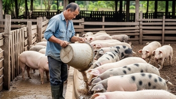 Giá heo hơi tiếp tục tăng tại miền Bắc