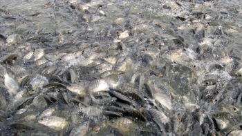 Kim ngạch xuất khẩu cá rô phi đạt đỉnh 5 năm