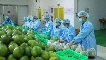 Xuất khẩu rau quả duy trì đà tăng trưởng, hướng tới mốc 8 tỷ USD năm 2025