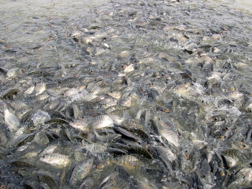 Kim ngạch xuất khẩu cá rô phi đạt đỉnh 5 năm Kim ngạch xuất khẩu cá rô phi đạt đỉnh 5 năm