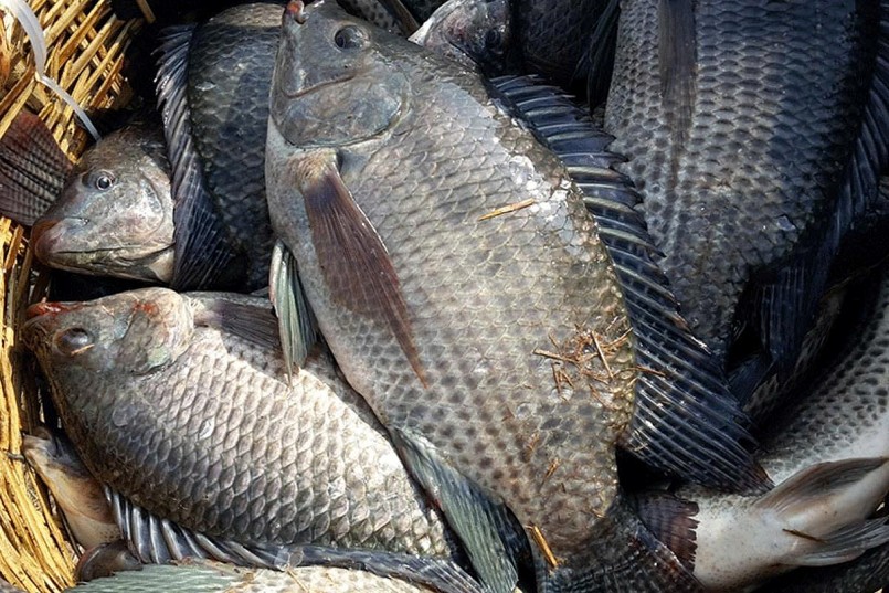 Kim ngạch xuất khẩu cá rô phi đạt đỉnh 5 năm Kim ngạch xuất khẩu cá rô phi đạt đỉnh 5 năm