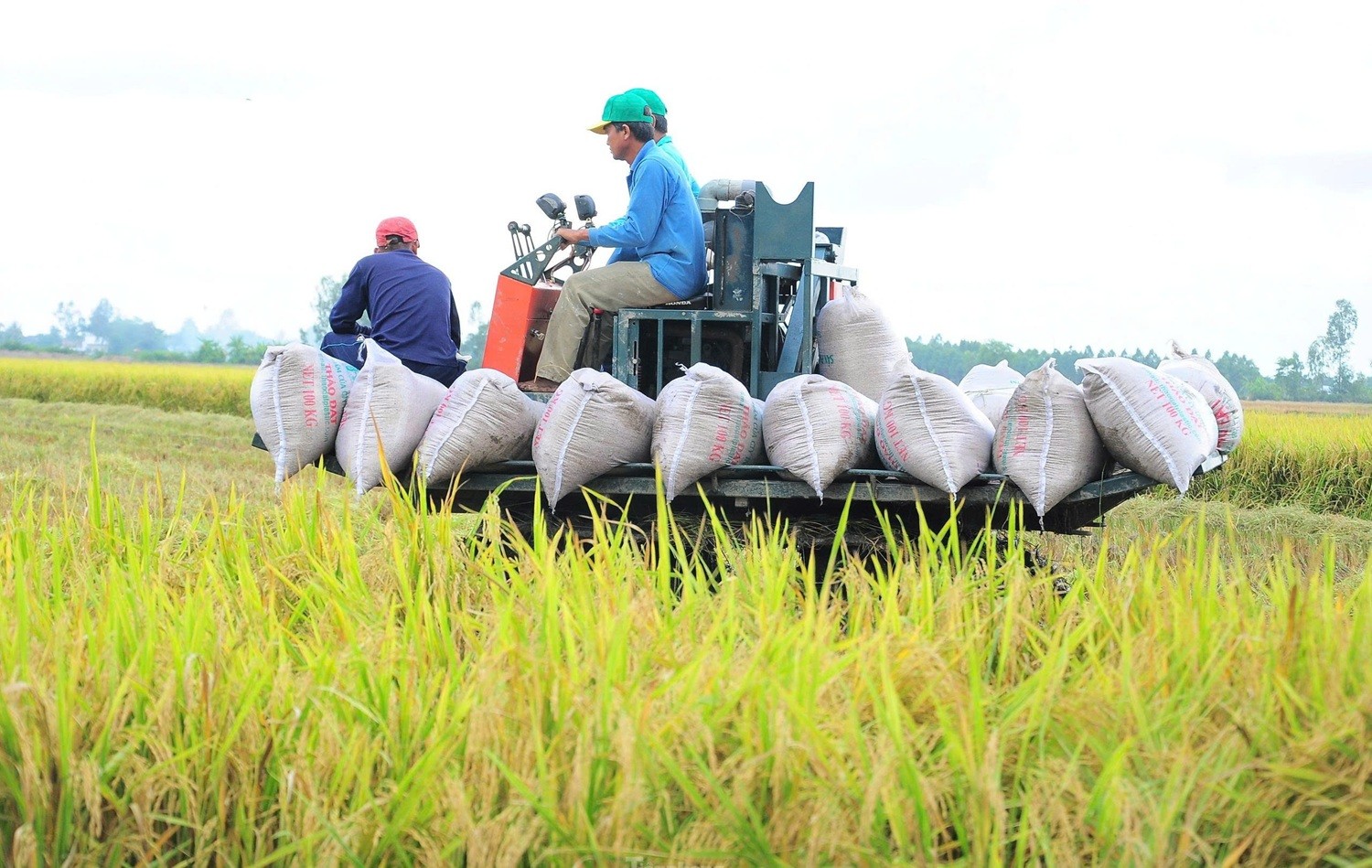 Thông qua nội dung Bản ghi nhớ hợp tác thương mại gạo Việt Nam – Singapore