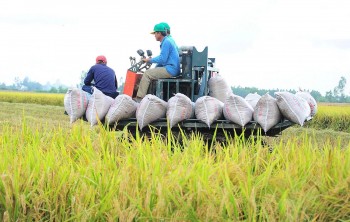 Cà phê, gạo lên giá: Cơ hội vàng cho xuất khẩu Việt Nam