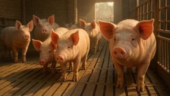 Giá heo hơi giảm đồng loạt cả 3 miền