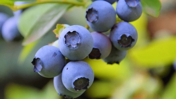 Quả việt quất tươi Ba Lan chính thức được xuất khẩu vào Việt Nam