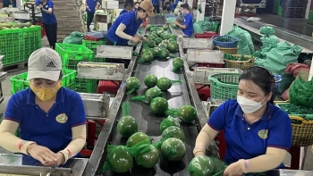 Nghị định thư mở cơ hội xuất khẩu bưởi, bơ sang Trung Quốc