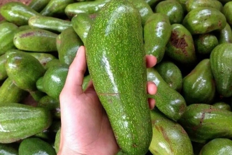 Nghị định thư mở cơ hội xuất khẩu bưởi, bơ sang Trung Quốc Nghị định thư mở cơ hội xuất khẩu bưởi, bơ sang Trung Quốc