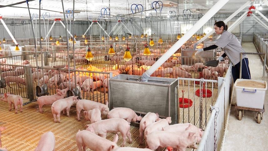 Thị phần của các doanh nghiệp chăn nuôi quy mô lớn, khép kín như Tập đoàn Dabaco đang gia tăng đáng kể trong thời gian qua.