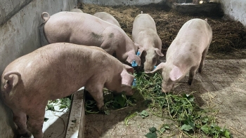 Giá heo hơi tiếp tục giảm nhẹ tại miền Trung và miền Nam
