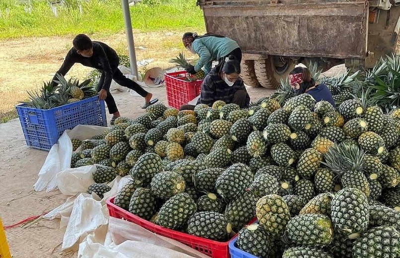 Xuất khẩu dứa tươi và sản phẩm dứa chế biến đều tăng mạnh.