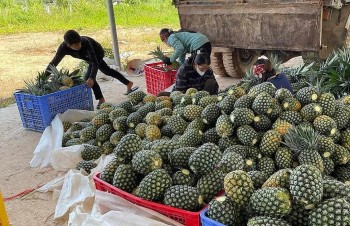 Nhờ sầu riêng phục hồi mạnh, ngành rau quả thu về 6,22 tỷ USD sau 9 tháng