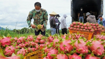 Thanh long Bình Thuận trên hành trình chinh phục toàn cầu