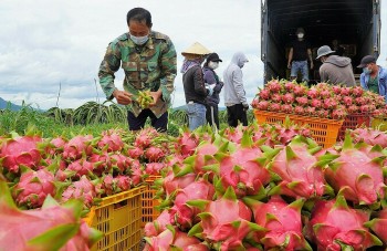Thanh long Bình Thuận trên hành trình chinh phục toàn cầu