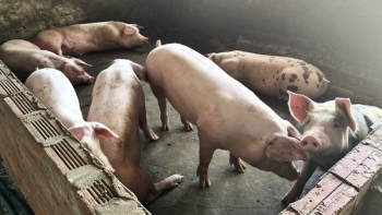 Giá heo hơi  tiếp tục giảm nhẹ tại miền Bắc