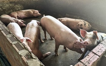 Giá heo hơi  tiếp tục giảm nhẹ tại miền Bắc