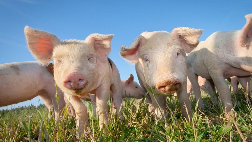 Sau khi giảm 1.000 đồng/kg tại nhiều địa phương, thị trường heo hơi đã ghi nhận mức 50.000 đồng/kg trong sáng nay.