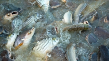 Nông nghiệp Thủ đô giữ đà tăng trưởng, sản lượng thủy sản đạt gần 100.000 tấn trong 9 tháng