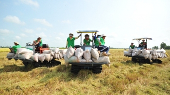 Philippines đề xuất kéo dài lệnh tạm dừng nhập khẩu gạo tới tháng 4/2026