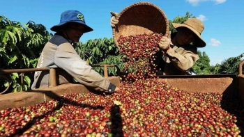 Giá cà phê hôm nay 9/10: Trong nước giảm nhẹ, thế giới bất ngờ tăng mạnh
