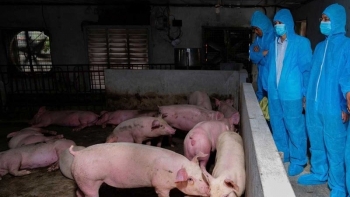 Ngành chăn nuôi trước "thách thức kép": Giữ chuỗi cung ứng để bình ổn thị trường cuối năm