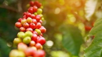 Giá cà phê hôm nay 10/10: Biến động trái chiều, thị trường khó đoán định