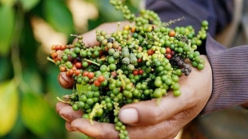 Giá tiêu hôm nay 10/10: Đồng loạt tăng mạnh, tiến sát mốc 150.000 đồng/kg