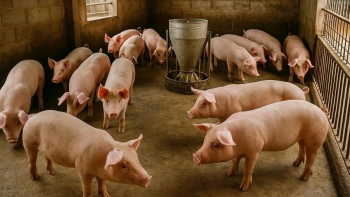 Giá heo hơi giảm nhẹ tại miền Bắc và miền Nam