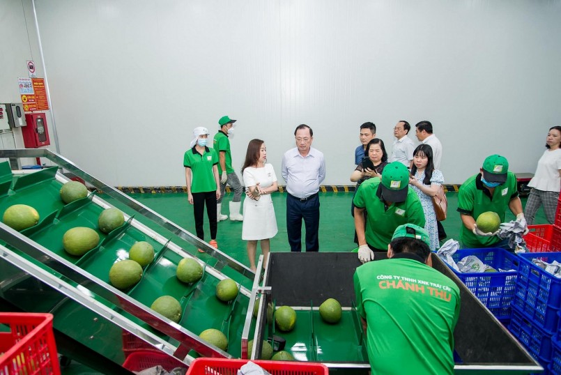 Xử lý kỹ thuật cho trái bưởi trước khi xuất khẩu tại Công ty cổ phần Tập đoàn Xuất nhập khẩu trái cây Chánh Thu.