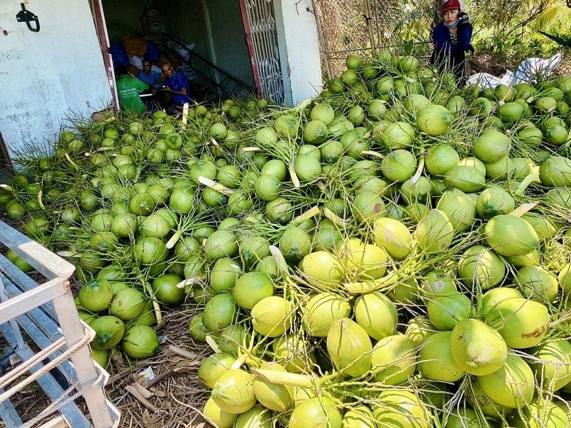 Giá dừa tươi giảm sâu sau 1 năm tăng giá mạnh. Giá dừa tươi giảm sâu sau 1 năm tăng giá mạnh.