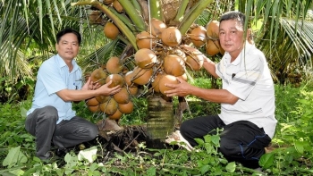 Nông dân Tân Hội biến vườn tạp thành 'vườn triệu phú'