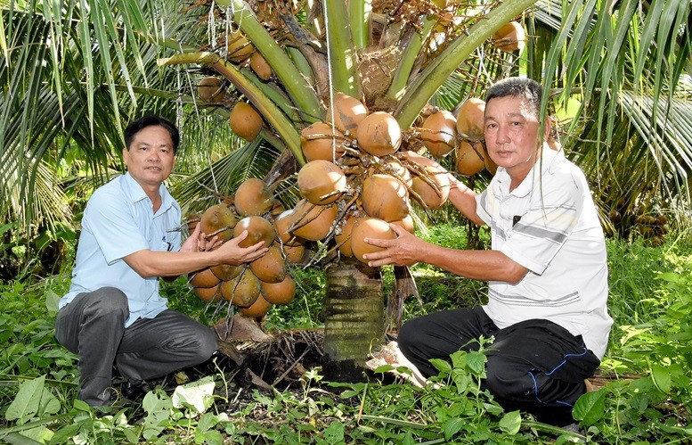 Ông Nhan Văn Tám (bìa phải), ngụ ấp Tân Thành, xã Tân Hội cùng Phó Chủ tịch Hội Nông dân xã Tân Hội Đặng Phước Vũ (bìa trái) trao đổi kỹ thuật trồng dừa xiêm đỏ Mã Lai. Ảnh: KIỀU DIỄM Ông Nhan Văn Tám (bìa phải), ngụ ấp Tân Thành, xã Tân Hội cùng Phó Chủ tịch Hội Nông dân xã Tân Hội Đặng Phước Vũ (bìa trái) trao đổi kỹ thuật trồng dừa xiêm đỏ Mã Lai. Ảnh: KIỀU DIỄM