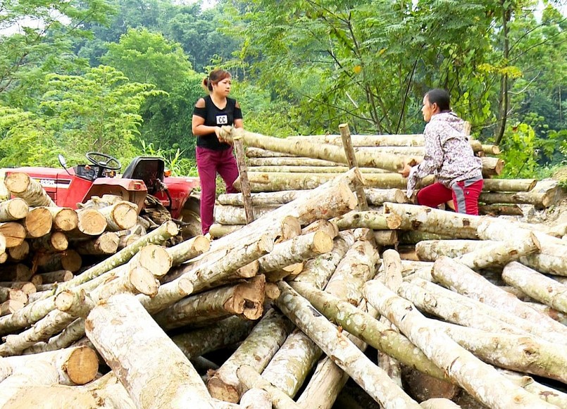 Hình ảnh người dân tất bật thu hoạch gỗ keo, gỗ mỡ.