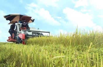 Nông sản Việt bứt phá: Giá trị tăng, xuất khẩu thăng hoa