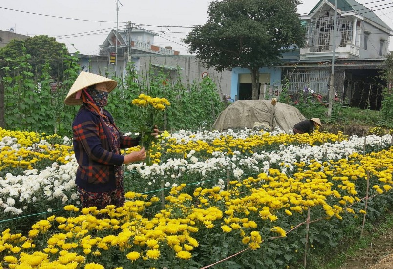 Nông dân đông Hải Phòng đã tận dụng ruộng lúa bỏ hoang để trồng hoa. 