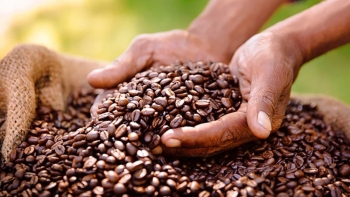Giá cà phê hôm nay 16/10: Trong nước đồng loạt giảm, thị trường thế giới diễn biến trái chiều